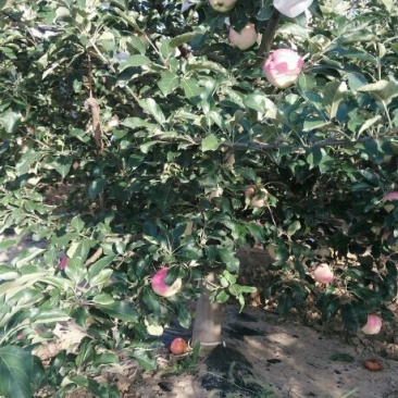 苹果75mm以上纸袋