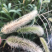 狗尾草到货，发芽快，耐旱性强，适应性广，