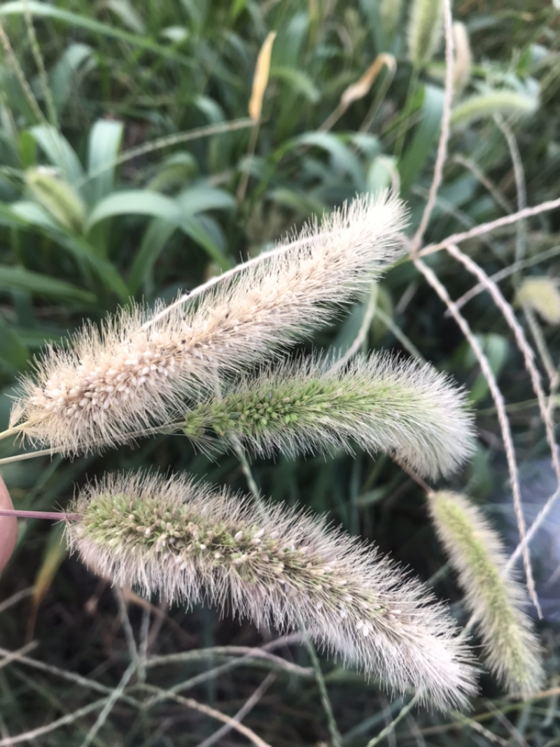 狗尾草到货，发芽快，耐旱性强，适应性广，