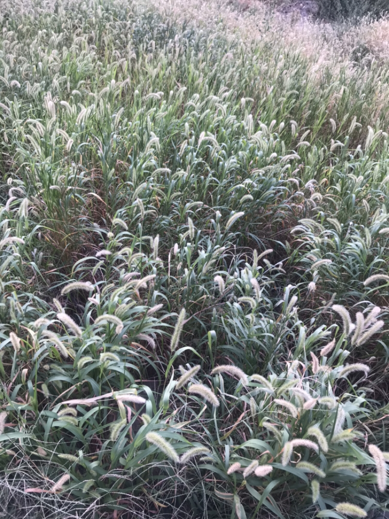 狗尾草到货，发芽快，耐旱性强，适应性广，