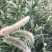 狗尾草到货，发芽快，耐旱性强，适应性广，