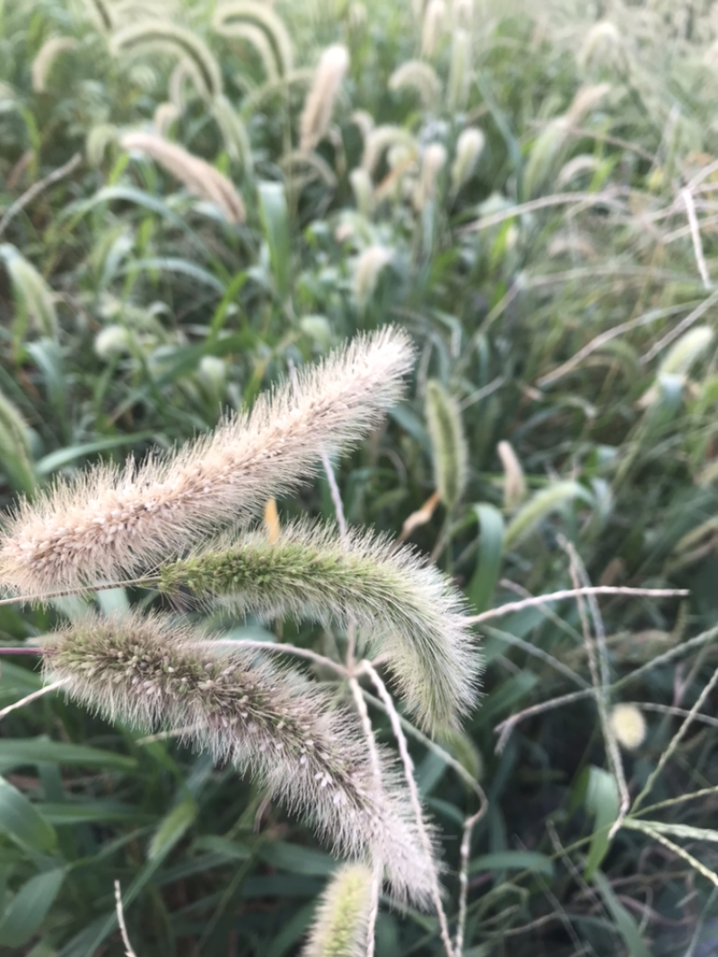 狗尾草到货，发芽快，耐旱性强，适应性广，