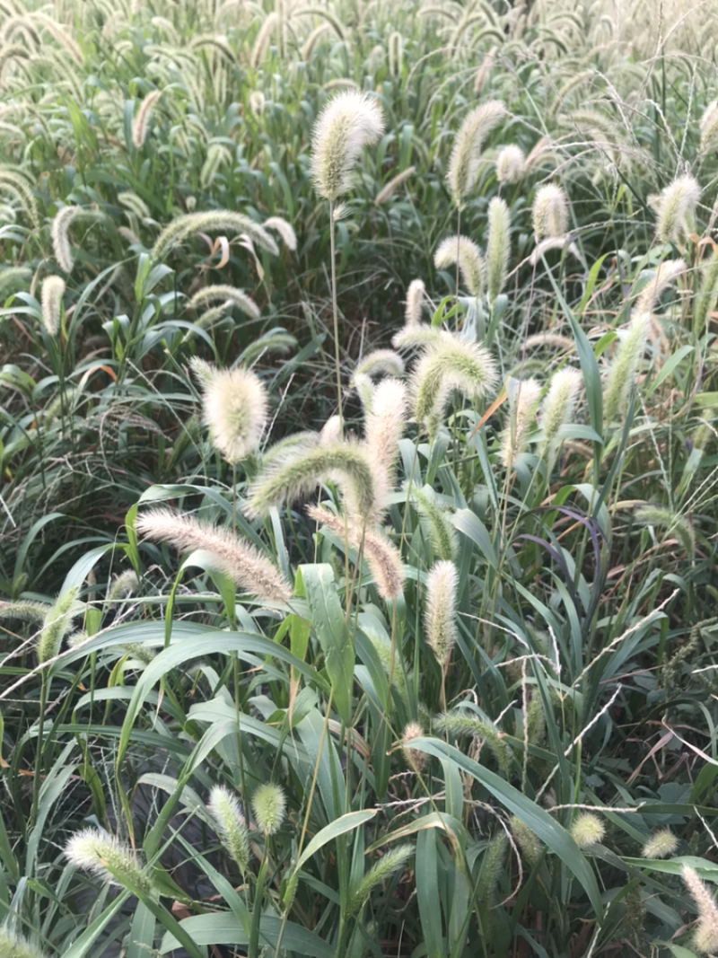 狗尾草到货，发芽快，耐旱性强，适应性广，