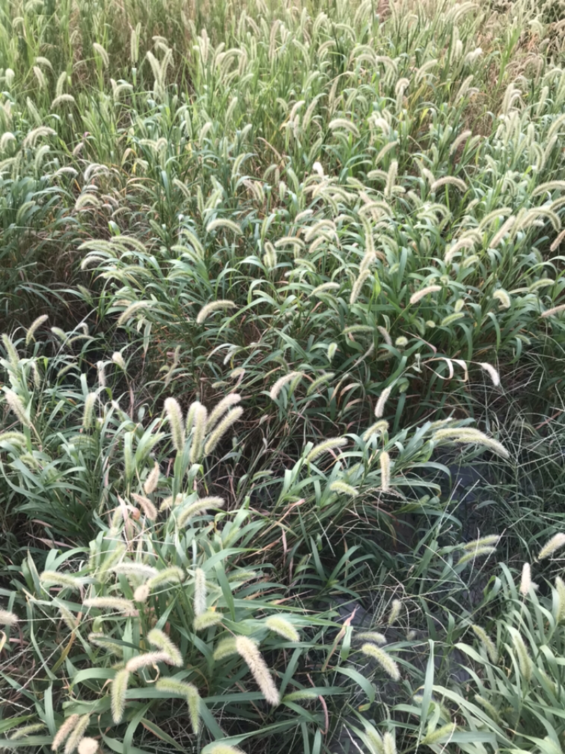 狗尾草到货，发芽快，耐旱性强，适应性广，
