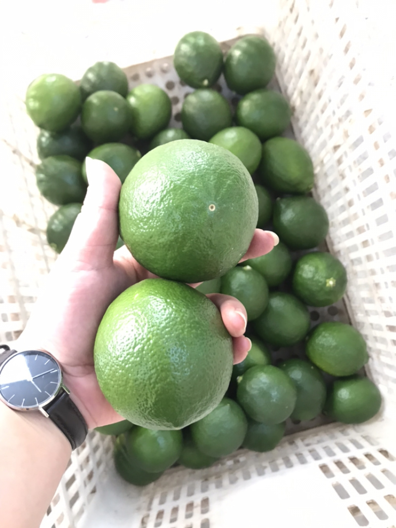 万州青柠檬