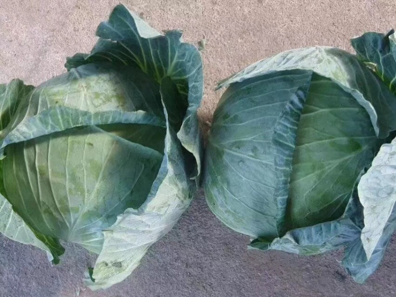 精品墨鱼甘蓝大量现货