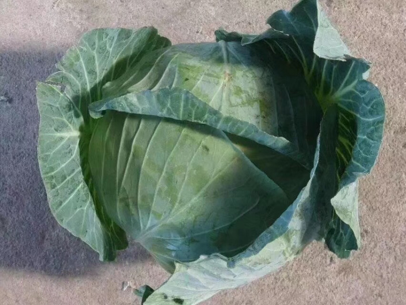 精品墨鱼甘蓝大量现货