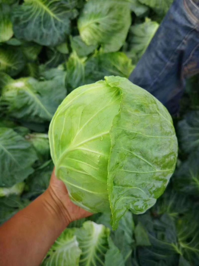 精品墨鱼甘蓝大量现货