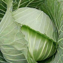 精品墨鱼甘蓝大量现货