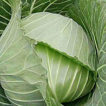 精品墨鱼甘蓝大量现货