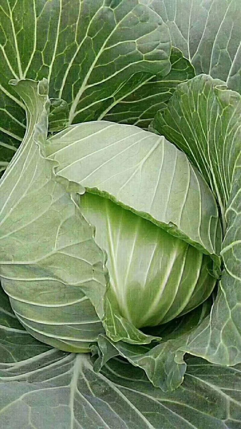 精品墨鱼甘蓝大量现货