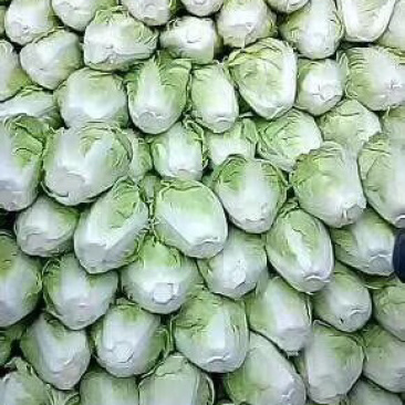 精品夏阳白菜无虫无烂叶量大从优
