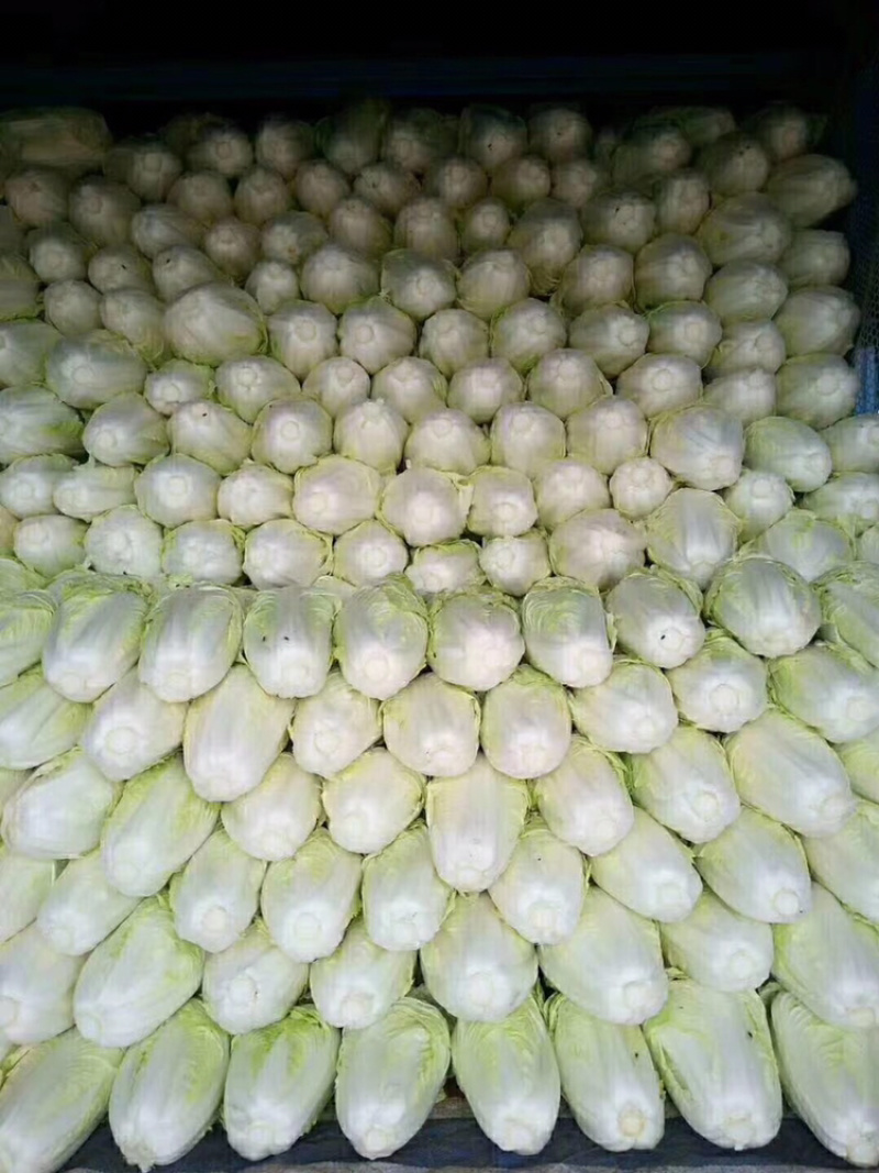 精品夏阳白菜无虫无烂叶量大从优