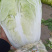 精品夏阳白菜无虫无烂叶量大从优