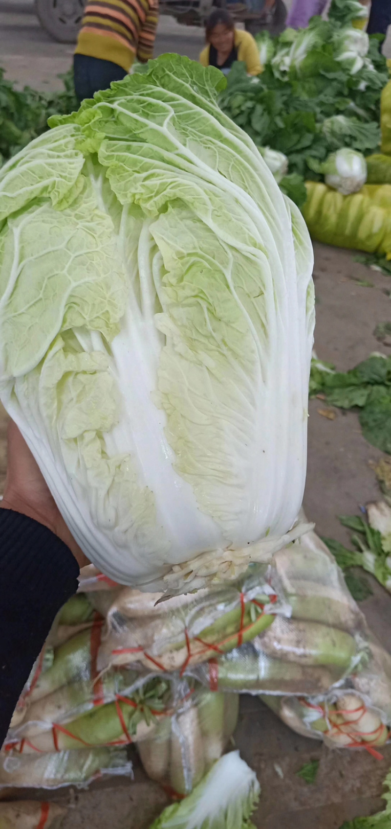 精品夏阳白菜无虫无烂叶量大从优