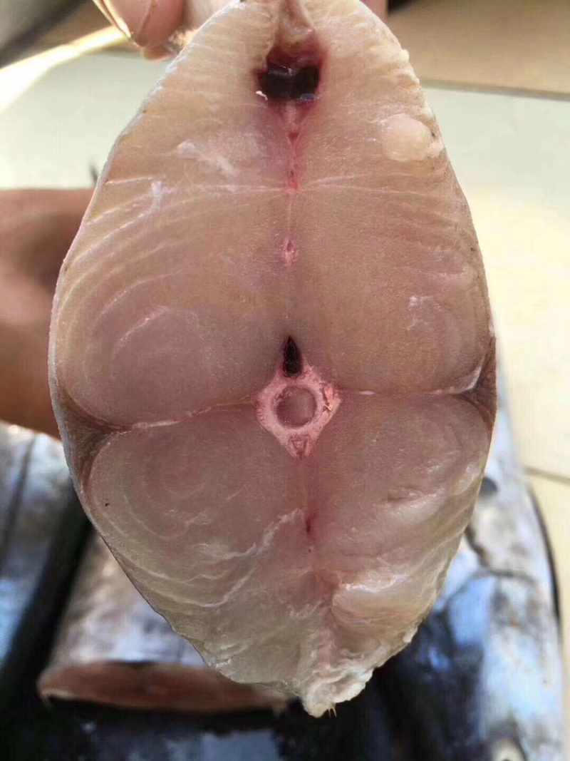 北海马鲛鱼可帮切片真空袋装