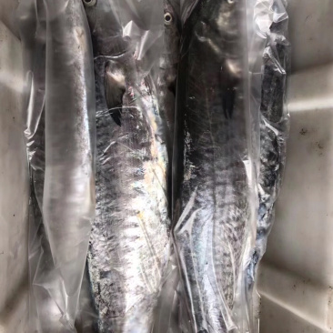 北海马鲛鱼可帮切片真空袋装
