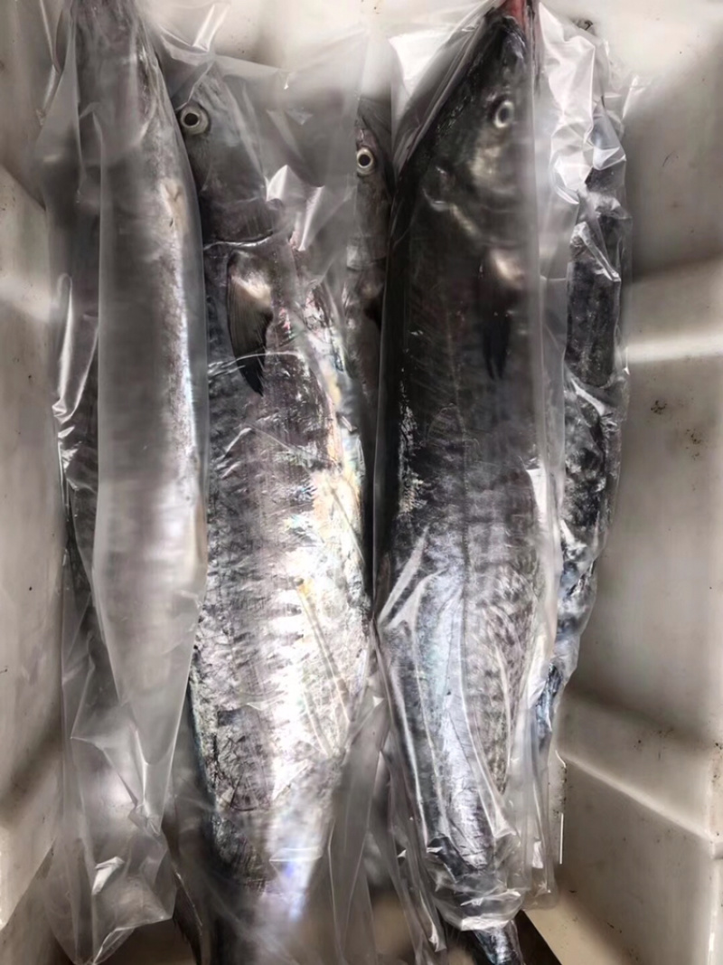 北海马鲛鱼可帮切片真空袋装