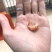 金钩虾米虾干自晒无添加