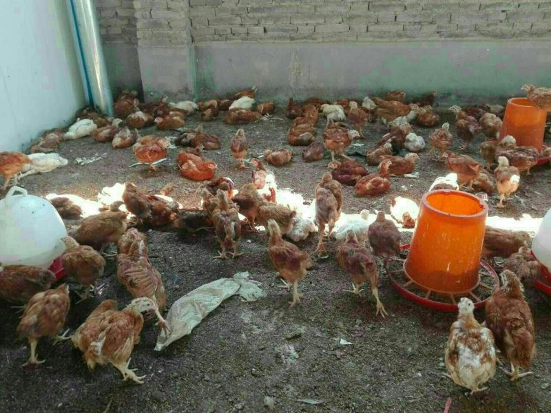 皖西白鹅苗250g以下