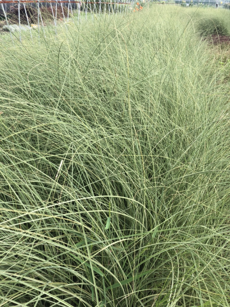 细叶芒绿化小苗细叶芒批发
