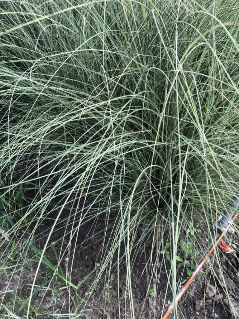 细叶芒绿化小苗细叶芒批发