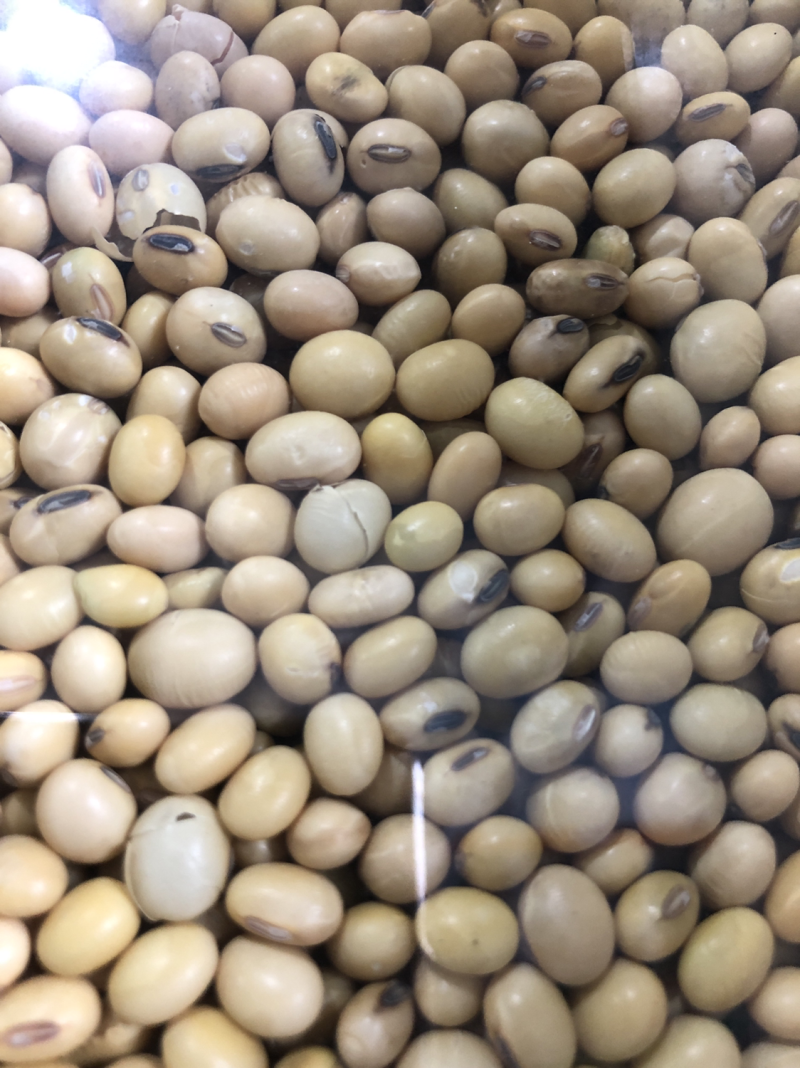 大豆双正压比，色选苏北杂花豆