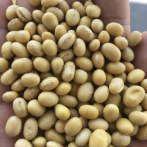 黄豆色选、双正压比重、苏北＂大白皮＂