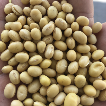 黄豆色选、双正压比重、苏北＂大白皮＂