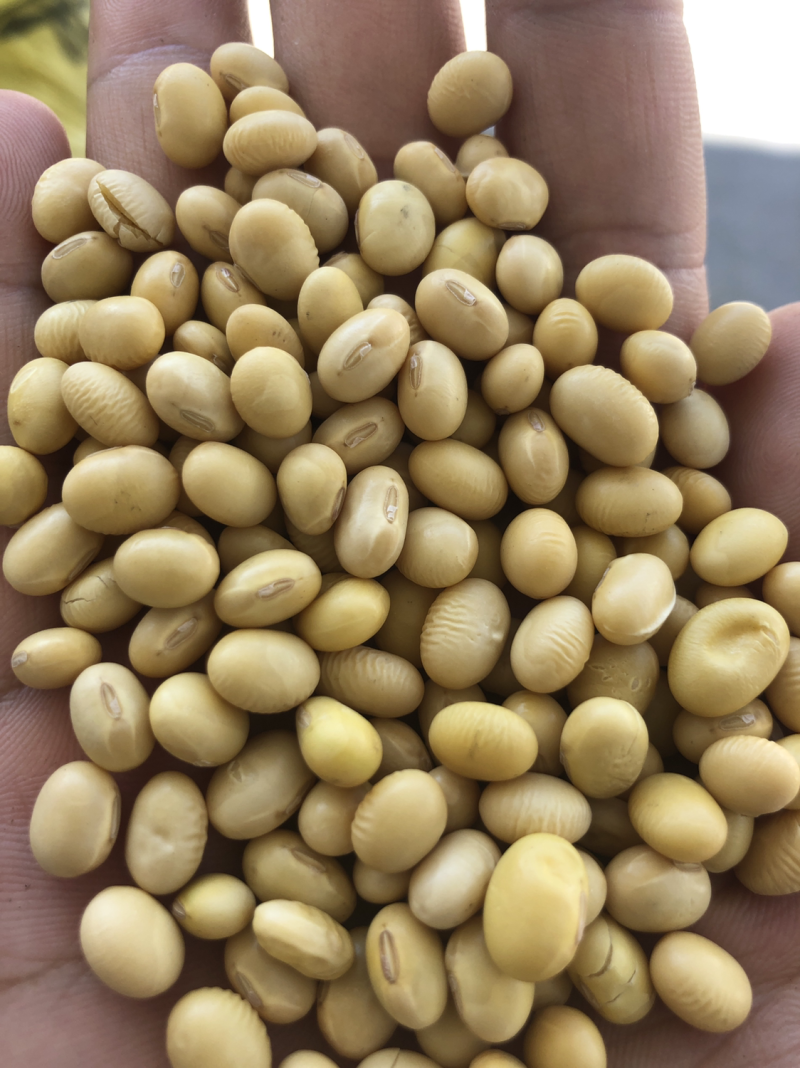 黄豆色选、双正压比重、苏北＂大白皮＂