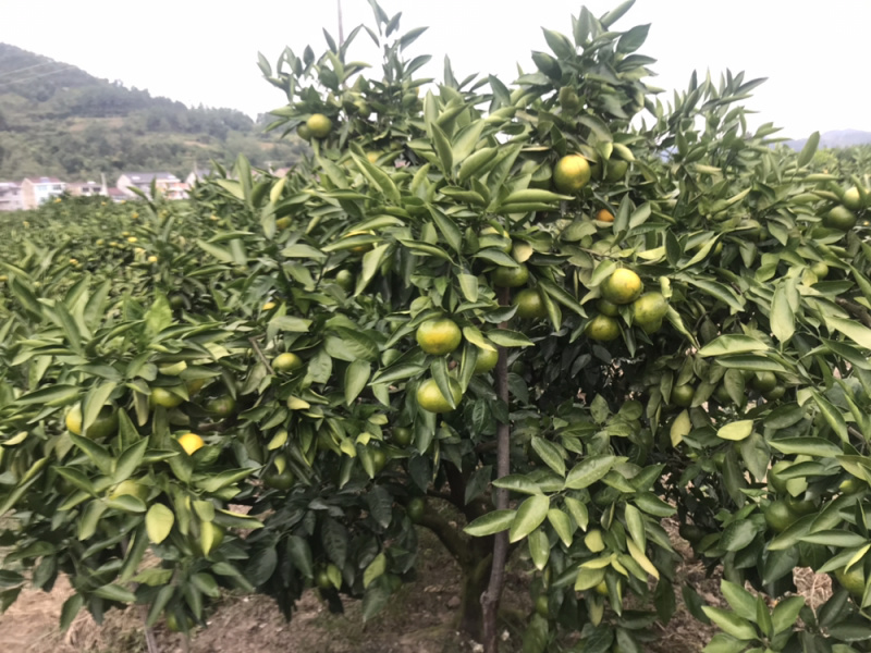 晚桔蜜橘60-80cm大量上市价格便宜量大从优