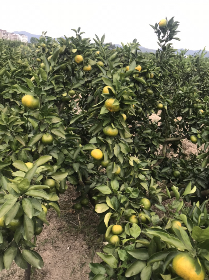 晚桔蜜橘60-80cm大量上市价格便宜量大从优