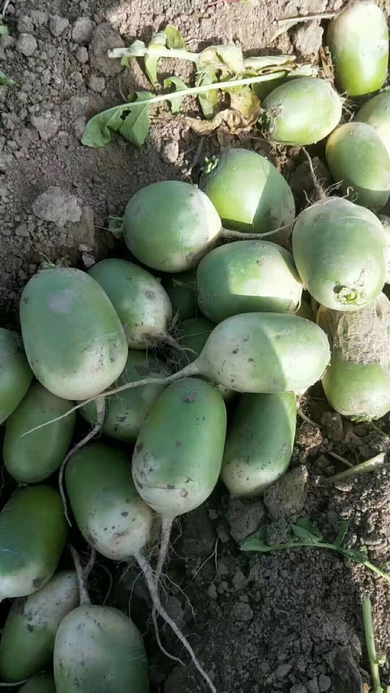 青萝卜、精品青萝卜基地