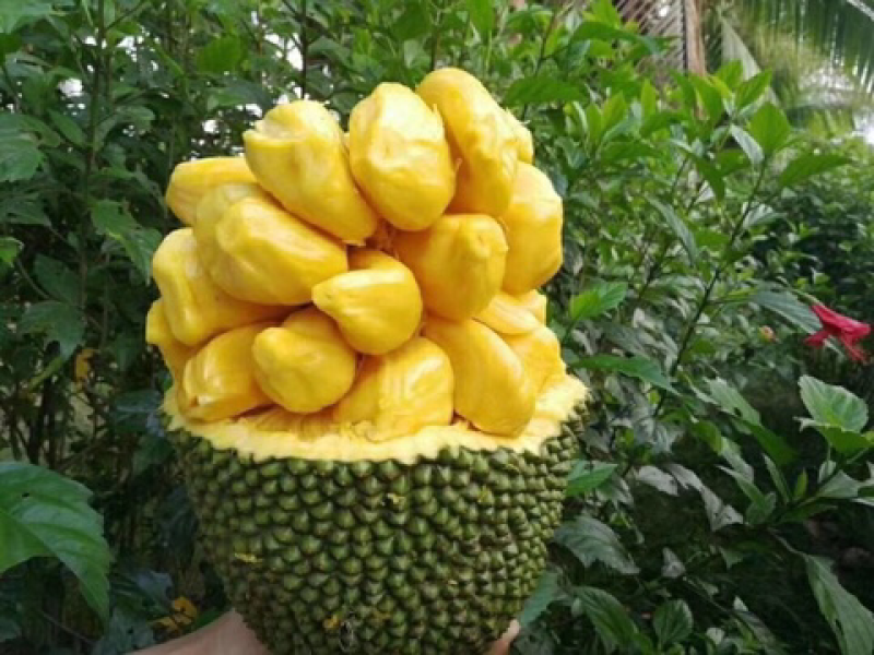 海南菠萝蜜马来一号新鲜水果支持平台对接一件代发批发