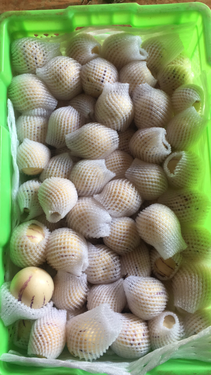 人参果