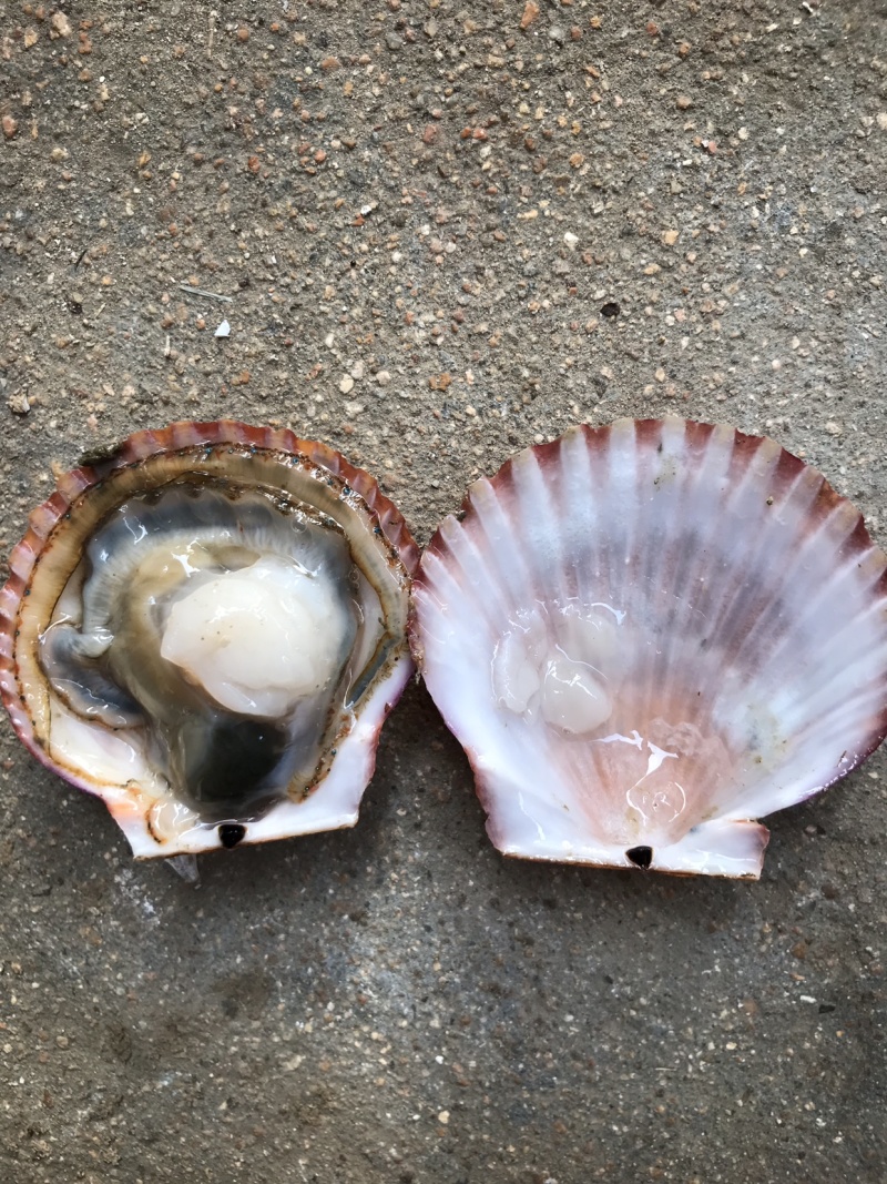 活扇贝鲜活新鲜红扇贝港湾贝小扇贝当天新鲜小红贝蒜蓉扇