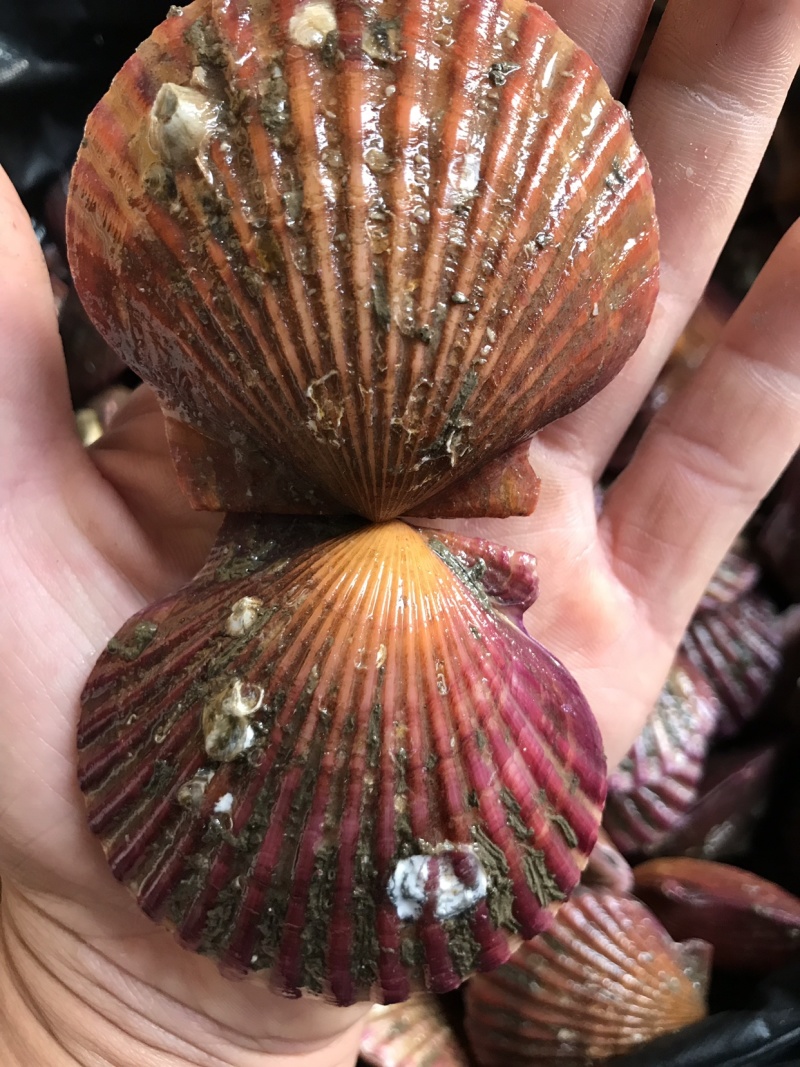 活扇贝鲜活新鲜红扇贝港湾贝小扇贝当天新鲜小红贝蒜蓉扇