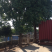 供应各种风景树，香樟树，卜树，乔灌木，以及绿化苗木栽培，