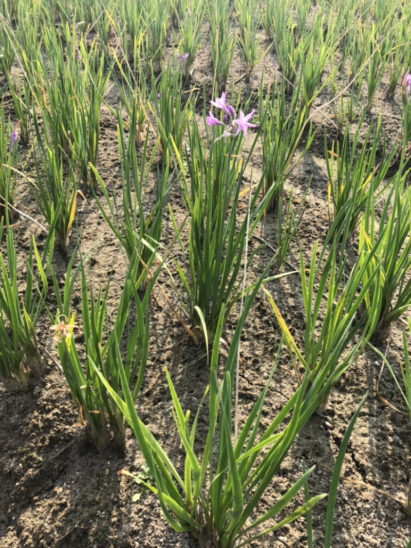 紫娇花