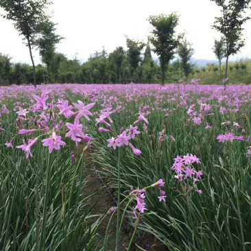 紫娇花