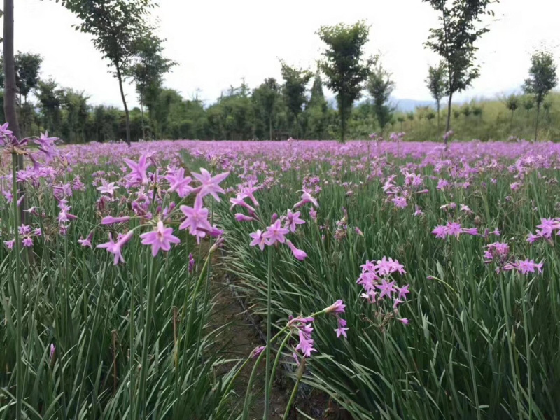紫娇花