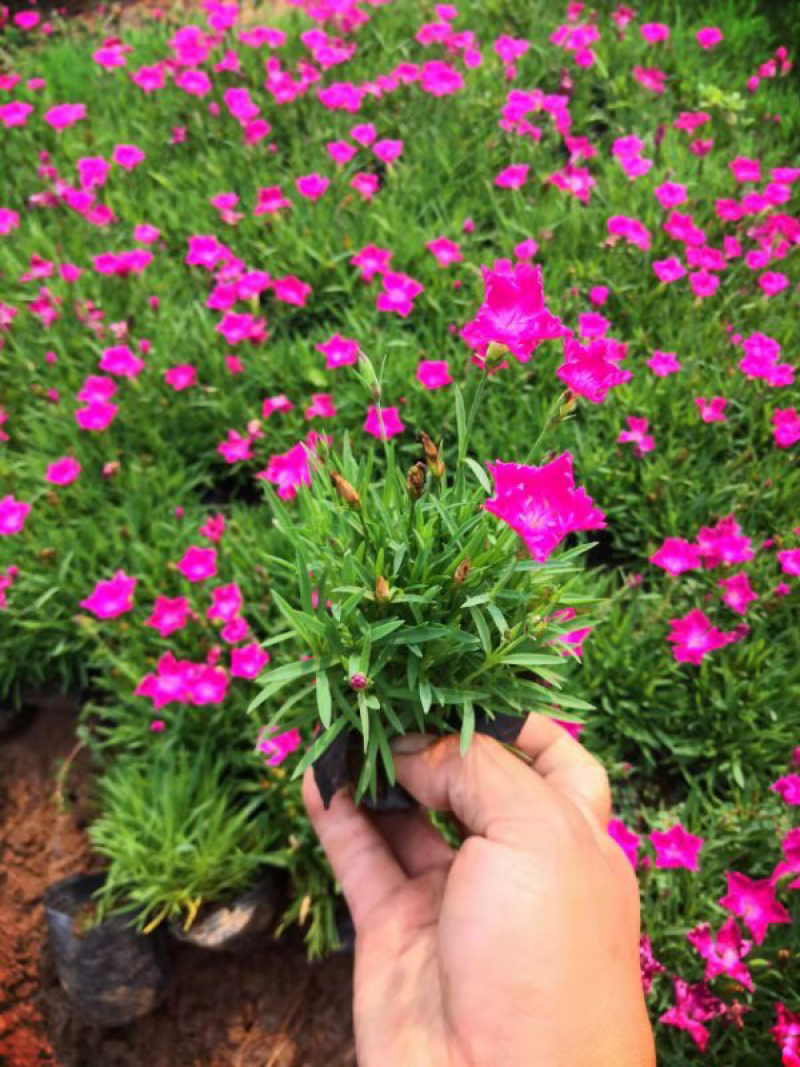 欧石竹，基地直供，杯苗，穴盘苗，四季开花，耐寒耐寒
