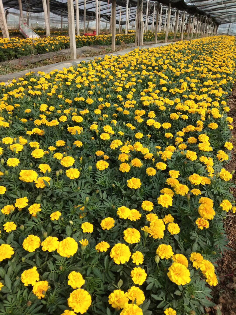 孔雀草，黄花，红花，基地直供，大盆小盆，单季开花