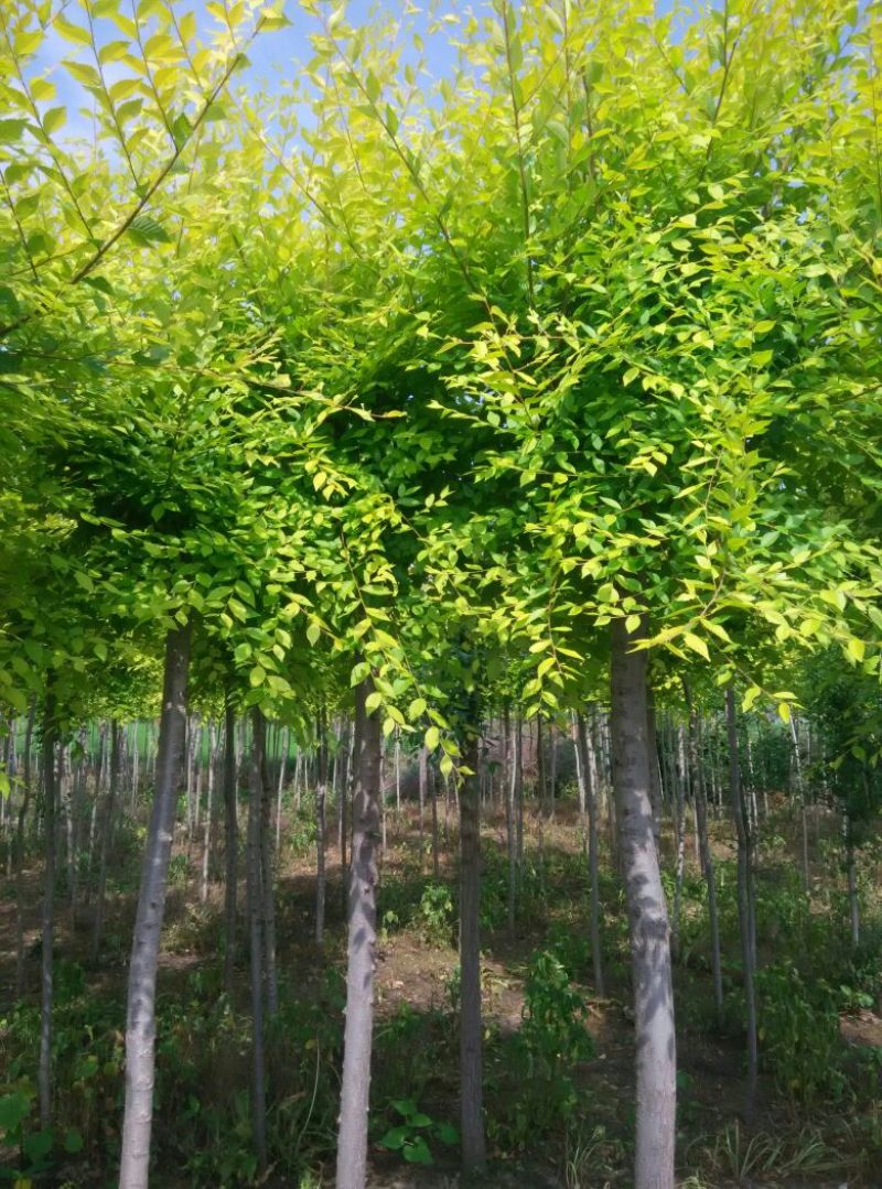 金叶榆4~6cm4~6cm1.5~2m