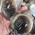 香螺猫眼螺沙乌鲜活沙螺香螺新鲜大猫眼螺肚脐螺