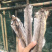 鳗鱼干日晒足干淡晒