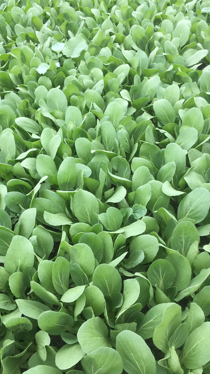 精品油菜10一15公分