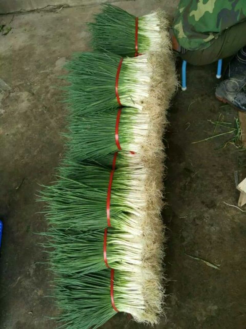 白菜苔30~40厘米