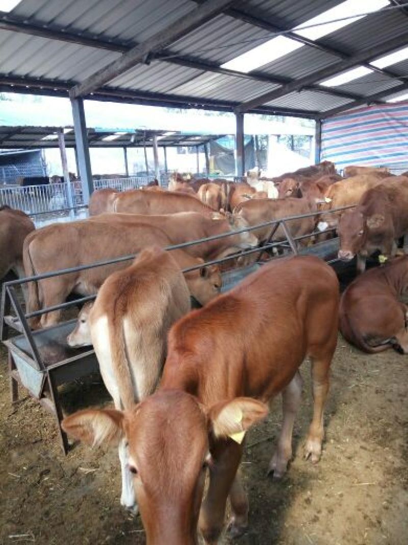 育肥牛犊100~200kg，支持视频看货，专业养殖
