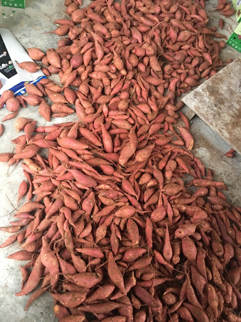大量供应西瓜红